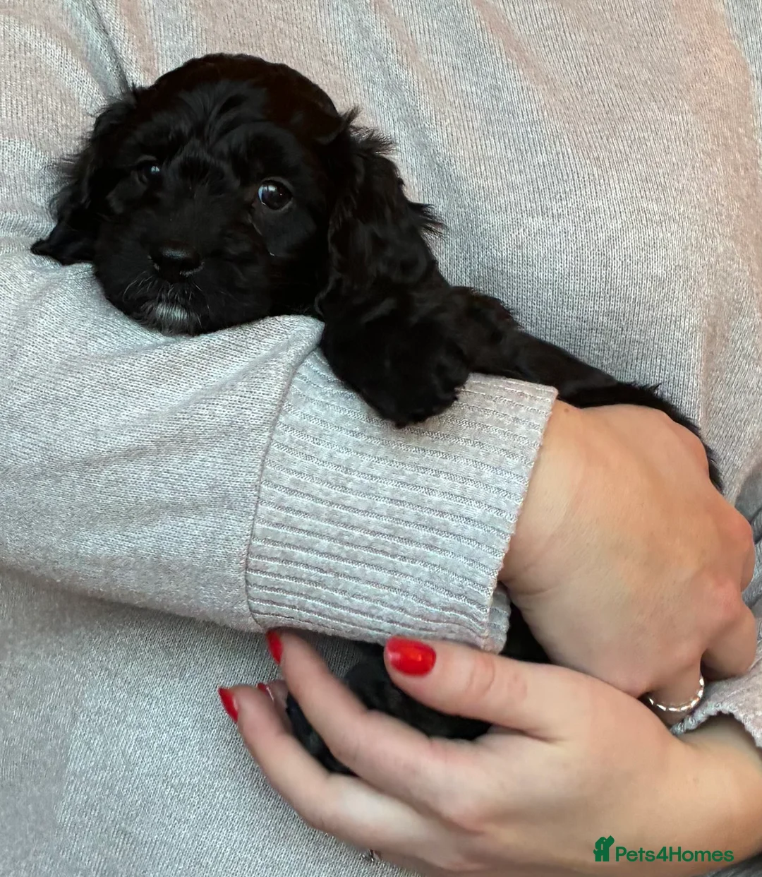 Cockapoo dogs for sale: Cockerpoo puppies  - Advert 4