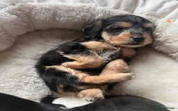 Mixed Breed dogs for sale: Gorgeous Plummer Terrier X Toy Poodle - Image 25