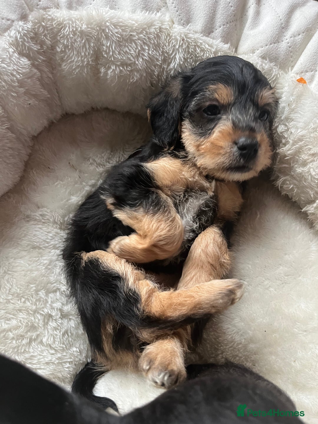 Mixed Breed dogs for sale: Gorgeous Plummer Terrier X Toy Poodle - Image 25