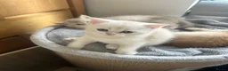 Scottish Fold cats for sale:  Kittens Ready for Their Forever Homes - Advert 24