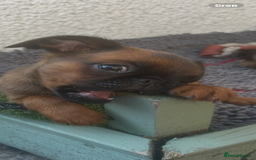 Griffon Bruxellois dogs for sale: Griffon bruxillious pup  - Image 4