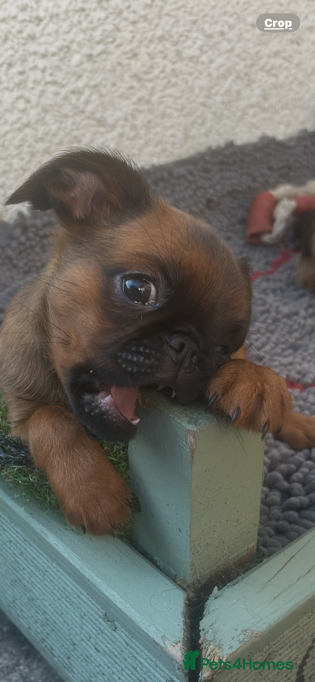 Griffon Bruxellois dogs for sale: Griffon bruxillious pup  - Image 4