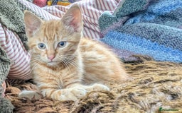 Mixed Breed cats for sale: Two beautiful ginger boys - Image 6