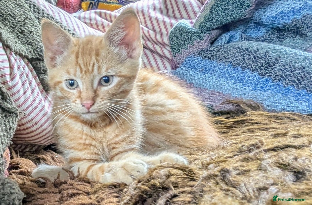 Mixed Breed cats for sale: Two beautiful ginger boys - Image 6