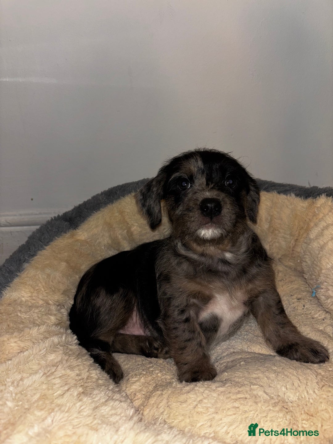 Mixed Breed dogs for sale: Stunning Cockerpoo x cavalier King Charle spaniel  - Advert 20