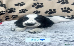 Cocker Spaniel dogs for sale: Health tested small cocker spaniels  - Image 4