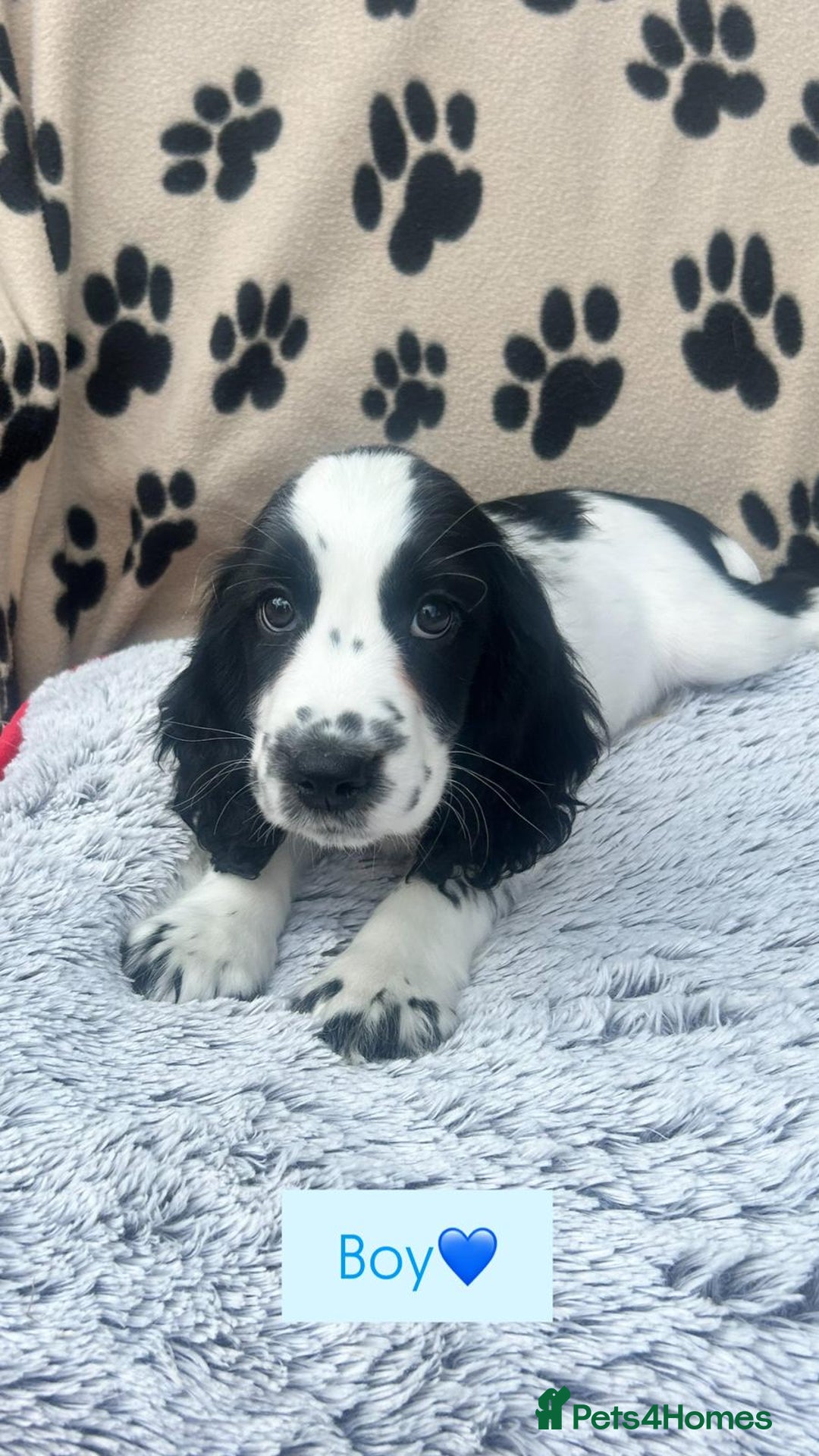 Cocker Spaniel dogs for sale: Health tested small cocker spaniels  - Image 4