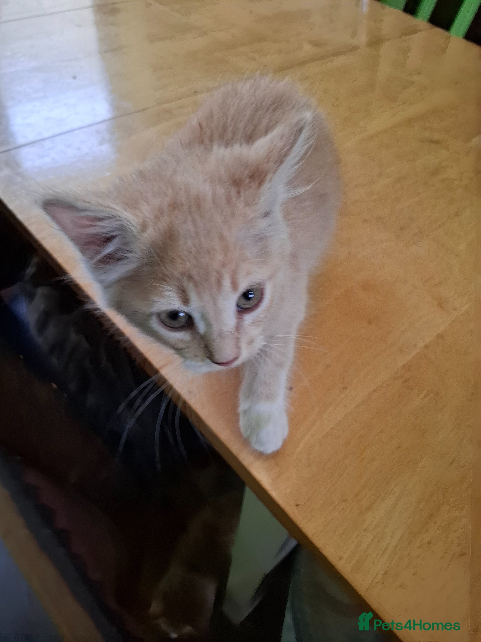 Mixed Breed cats for sale: Six 9 week old Kittens   - Advert 29