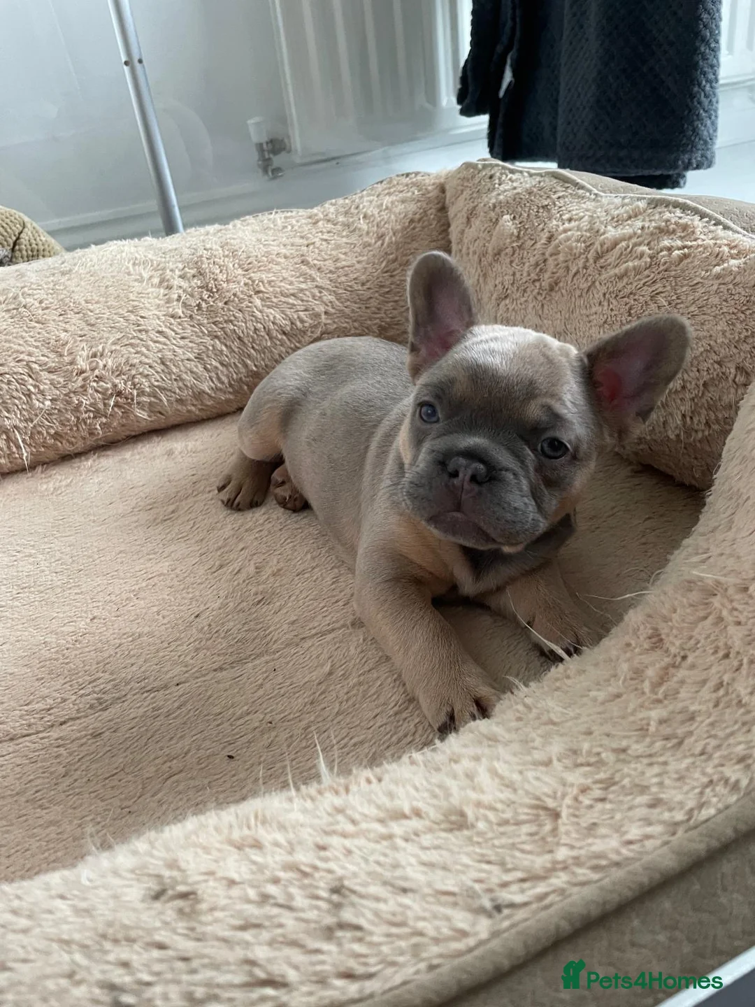 French Bulldog dogs for sale: Frenchie female  - Advert 3