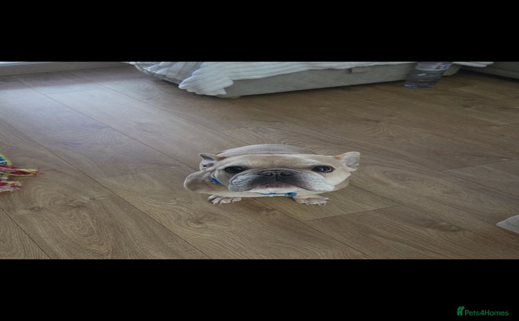 French Bulldog dogs - Advert 14