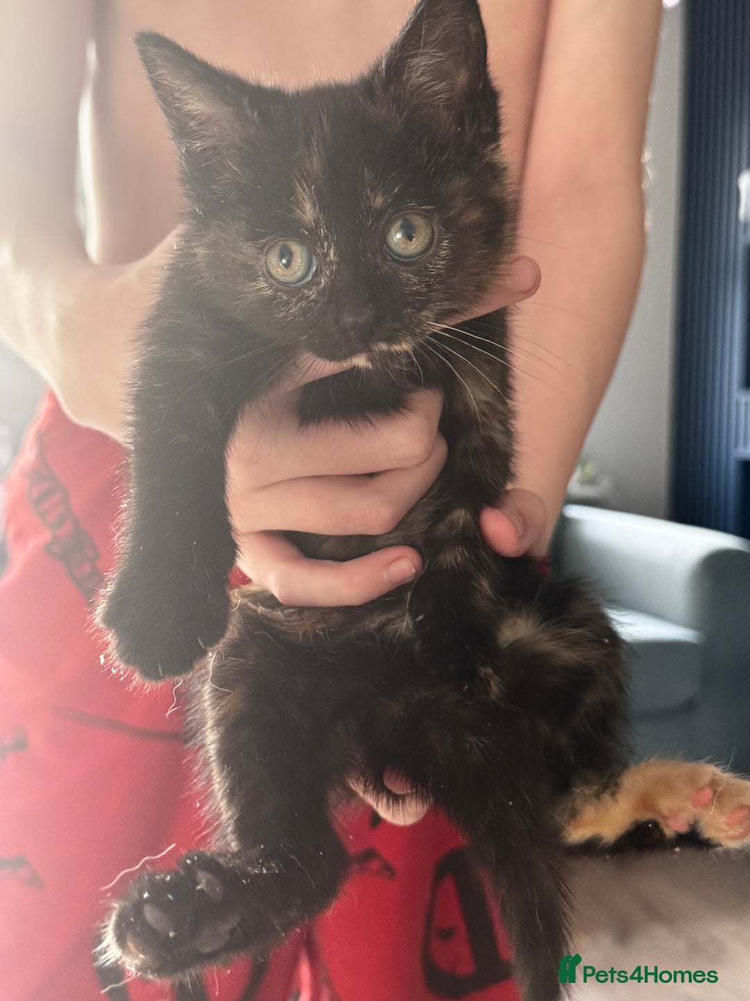 Mixed Breed cats for sale: Beautiful kitten ready now - Advert 3