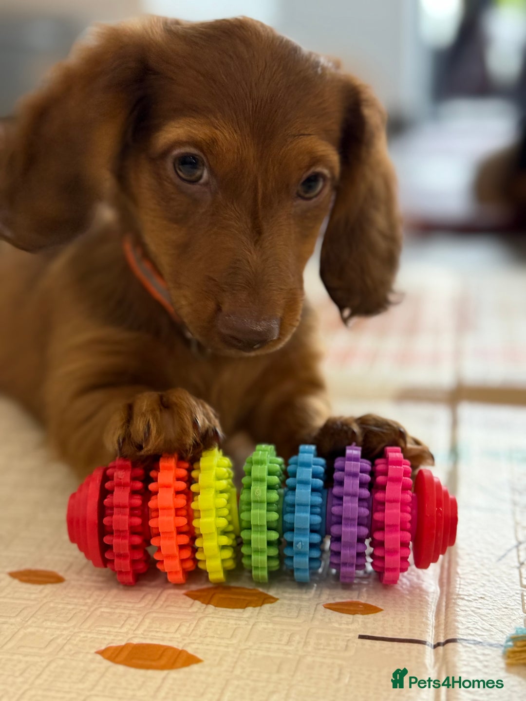 Miniature Dachshund dogs for sale: ⭐️ Miniature Long Haired Dachshund Pups ⭐  - Image 23