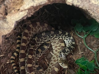 Snake reptiles - Advert 19