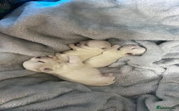 Maltese dogs for sale: Beautiful Korean Maltese 🤍🐶 - Image 2