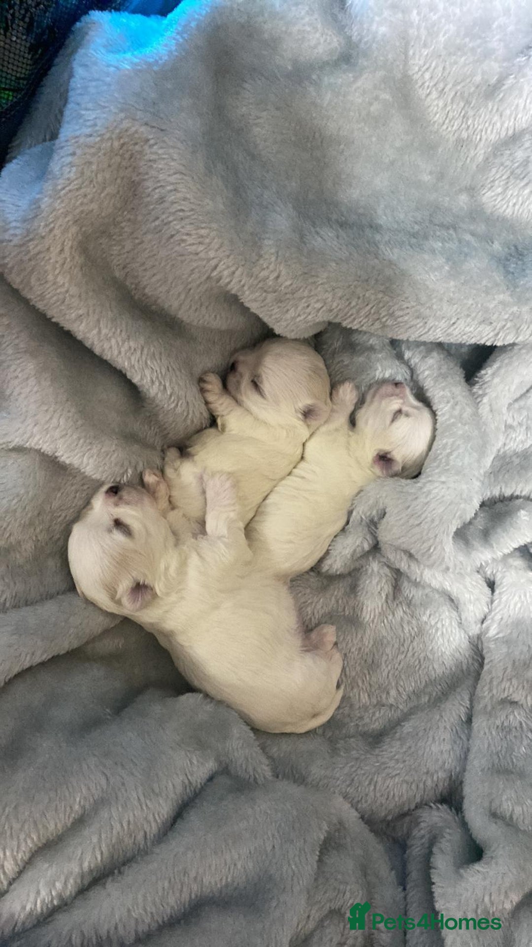 Maltese dogs for sale: Beautiful Korean Maltese 🤍🐶 - Image 2