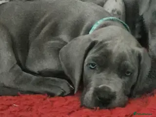 Great Dane dogs READY TO GO! Pedigree Blue Great Dane Girl puppy - Advert 11