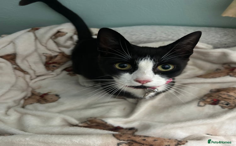 Domestic Shorthair cats - Advert 2