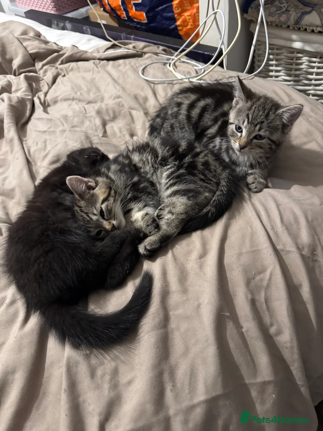 Domestic Shorthair cats for sale: Gorgeous Kittens 4 girls 1 boy - Advert 16