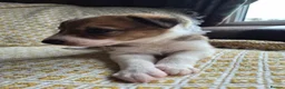 Border Collie dogs for sale: Border Collie puppies for sale in Crediton - Advert 13