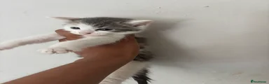 Bengal 4