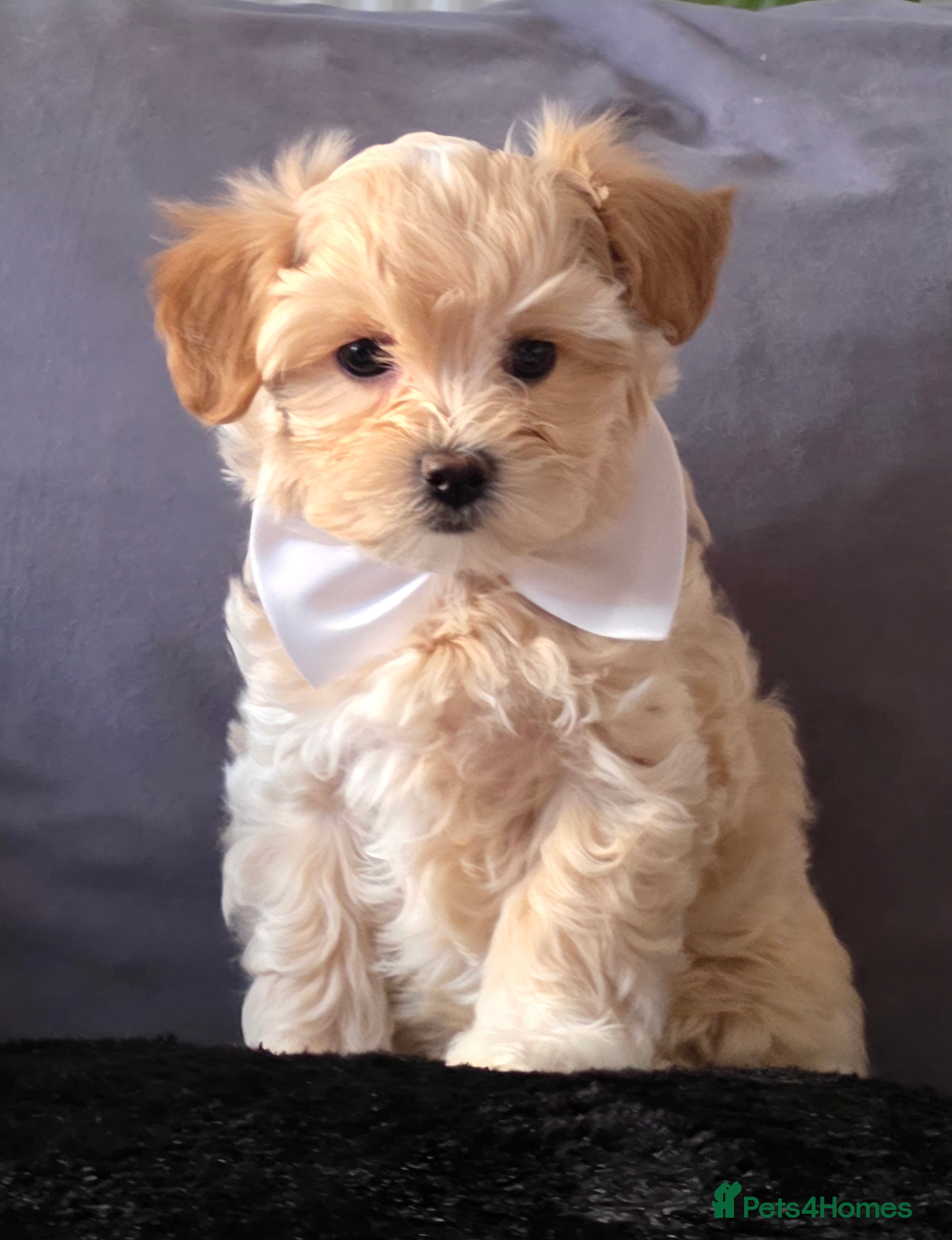 Maltipoo dogs F1 Maltipoo Litter–four sweet boys - ( two left ) - Advert 8