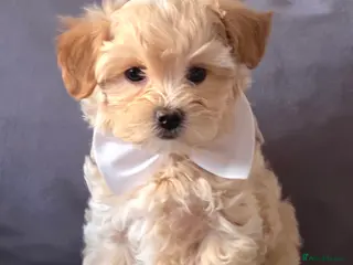 Maltipoo dogs F1 Maltipoo Litter–four sweet boys - ( two left ) - Advert 8