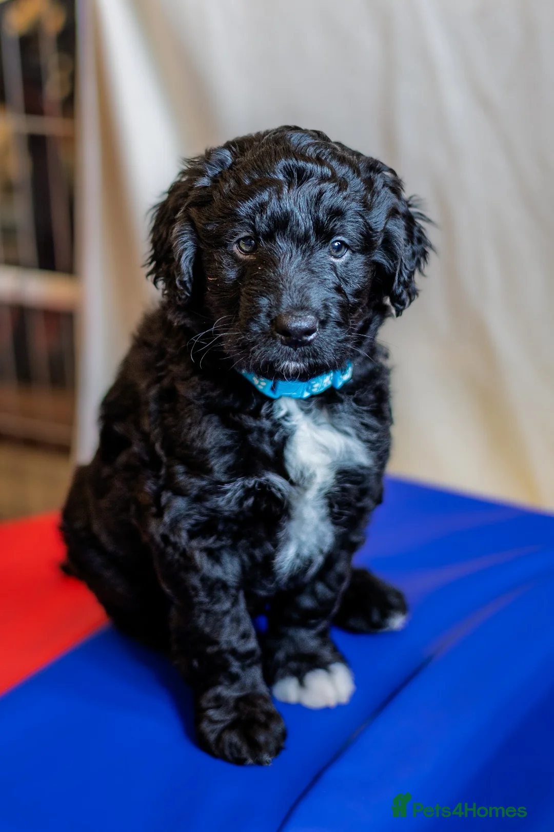 Mixed Breed dogs for sale: ☀️🌙Waiting list open🌙☀️ - Advert 16