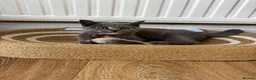 British Shorthair cats for sale: British Bluehead for sale!  in Enfield - Advert 3
