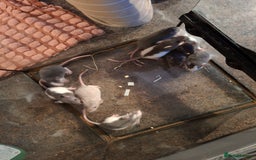 Rat rodents for sale: Fancy baby rats - Image 4