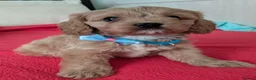 Cavapoo dogs for sale: F1B Cavapoo Puppies Health Tested KC Parents - Advert 30