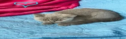 British Shorthair cats for sale: GCCF🏆ChampionBloodline 5GENpedigree BSHblue/lilac - Advert 3