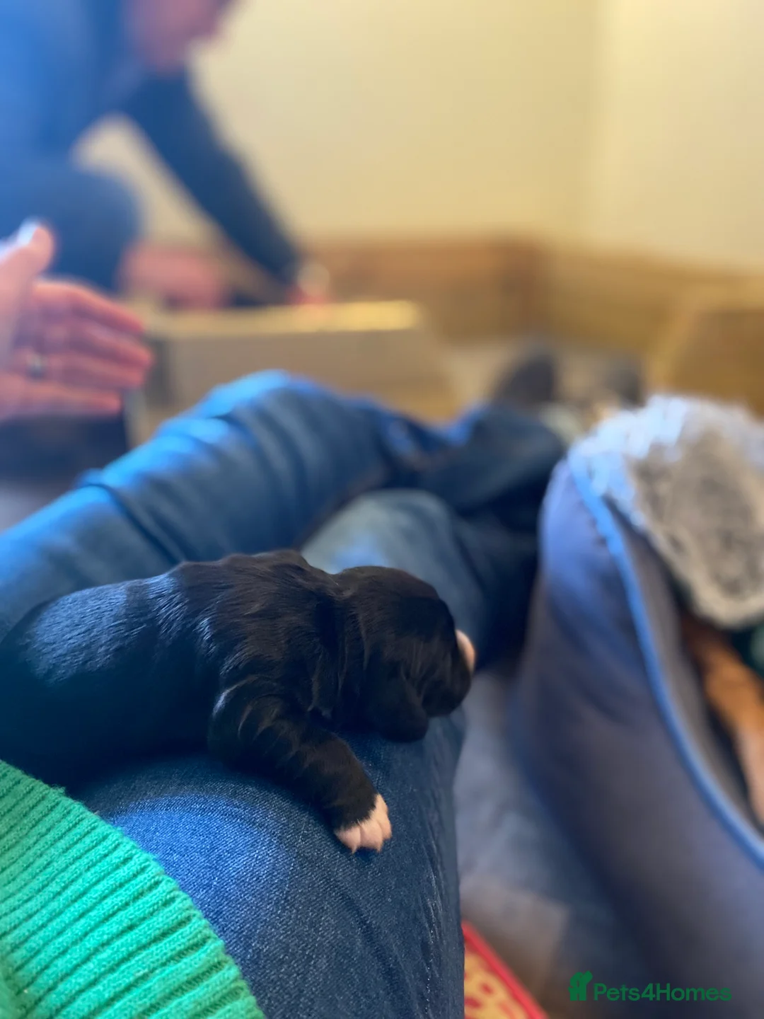 Cocker Spaniel dogs for sale: KC Registered Litter of Cocker Spaniels - Advert 2