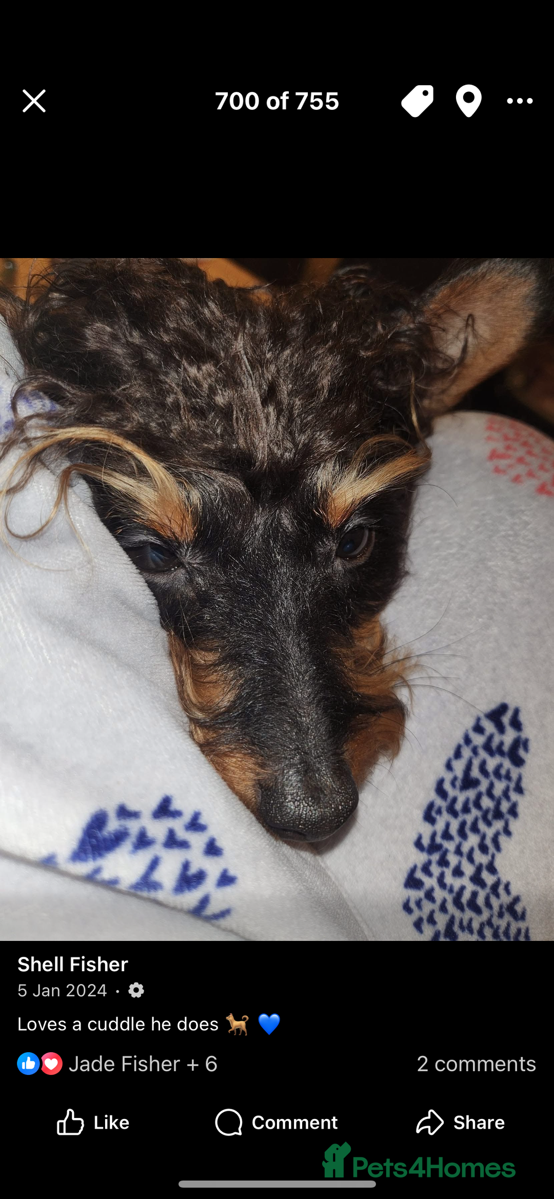 Mixed Breed dogs for sale: Ted the miniature toy poodle/pincher  - Image 5