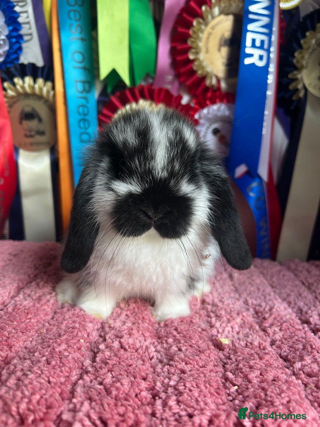 Mini Lop rabbits for sale: Vaccinated mini lop and lion lop babies - Advert 10