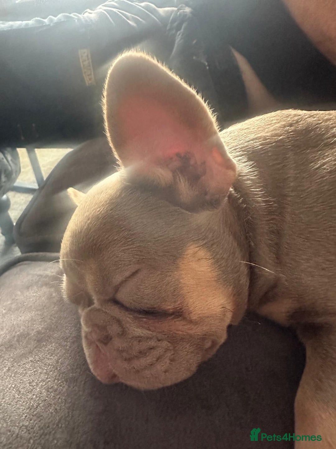 French Bulldog dogs for sale: Isabella wrapped in cream, fluffy carrier - Image 12
