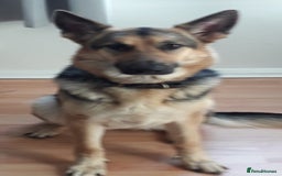 German Shepherd dogs for sale: Beautiful KC Registered German Shepherd Pups  - Image 8