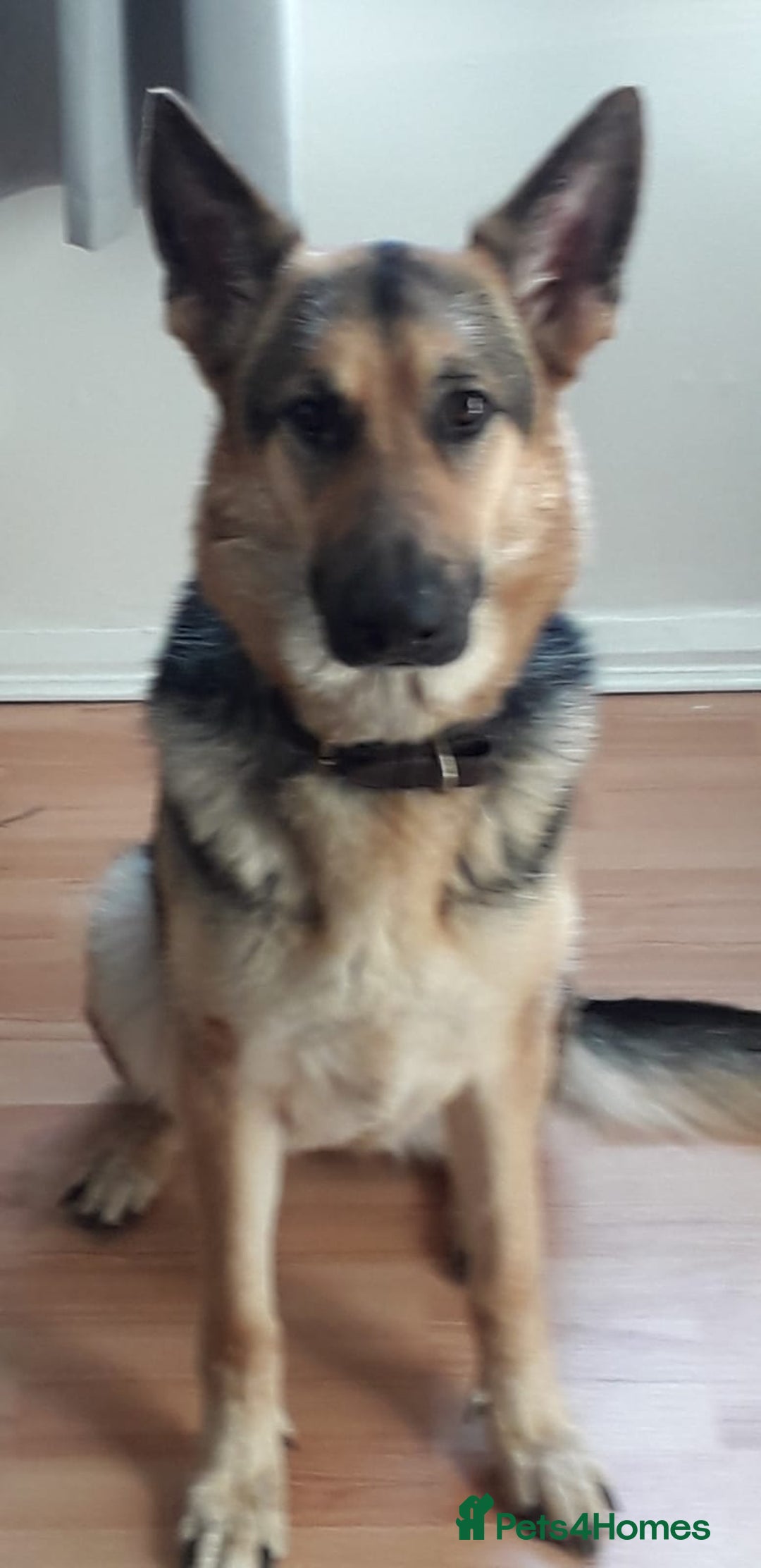 German Shepherd dogs for sale: Beautiful KC Registered German Shepherd Pups  - Image 8
