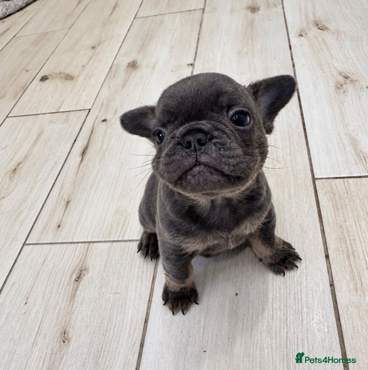 French Bulldog dogs for sale: Stunning Fluffy Frenchies!! - Advert 18