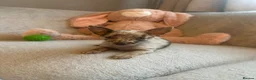 Chihuahua dogs for sale: Chihuahuas  - Advert 28