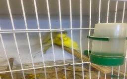 Budgerigars birds for sale: Baby budgies - Image 6