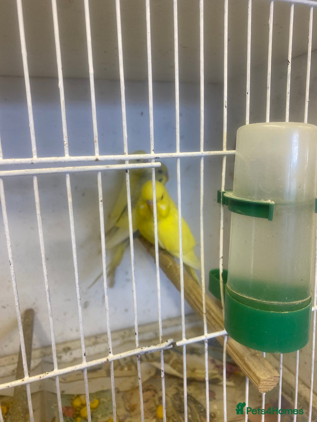 Budgerigars birds for sale: Baby budgies - Image 6