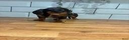 Dachshund dogs for sale: Beautiful dachshund puppies - Advert 12