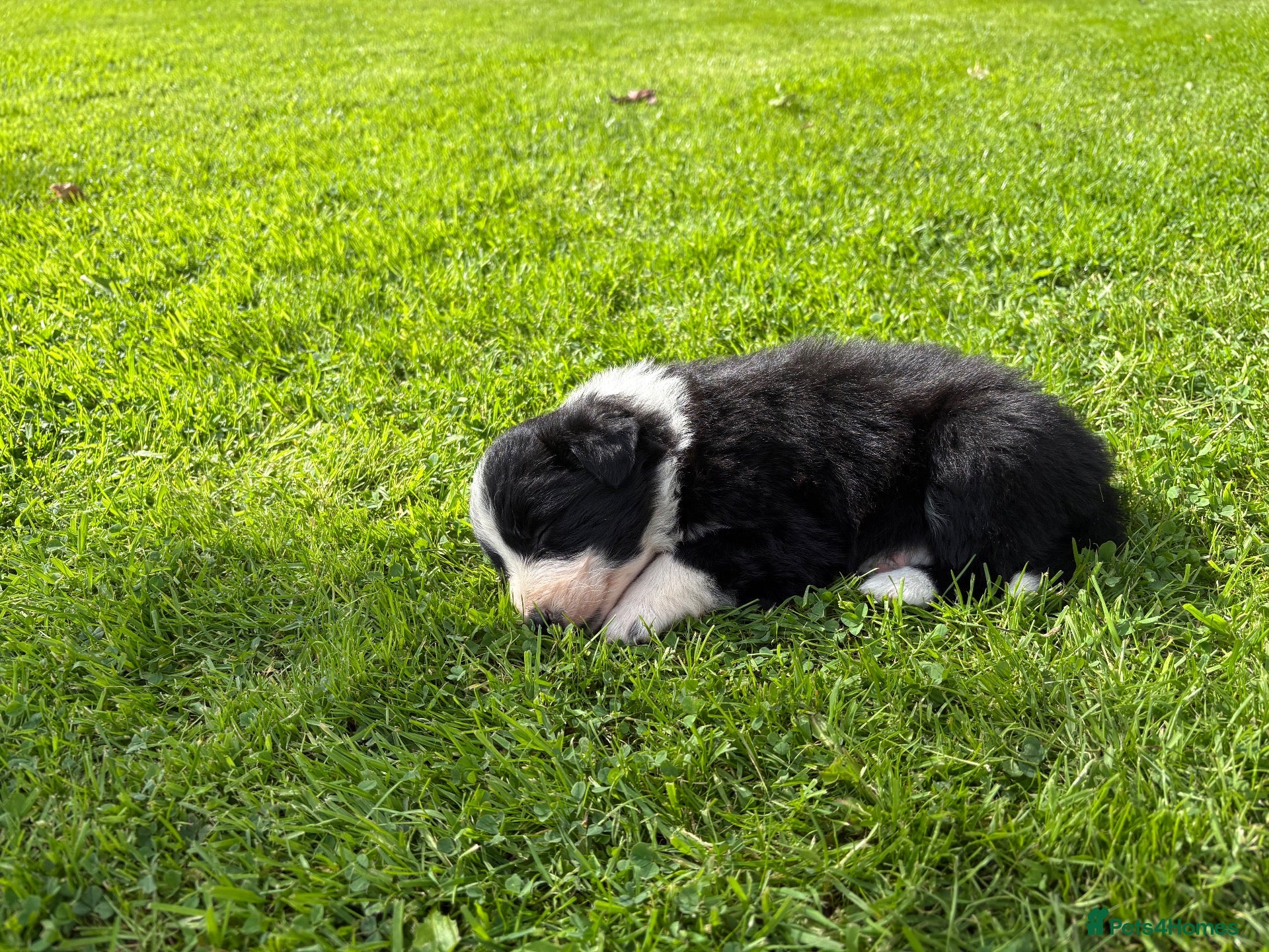Border Collie dogs Farm Bred Border Collie puppies  - Advert 2