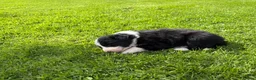 Border Collie dogs for sale: Farm Bred Border Collie puppies  - Advert 2