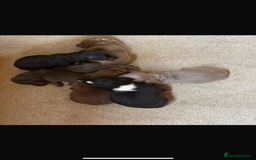 Dachshund dogs for sale: Dachshund  - Image 10