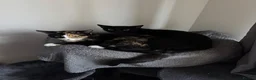 Mixed Breed cats for sale: Here is willow and Winnie  in Scarborough - Advert 5