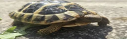 Hermann Tortoise reptiles for sale: Hermanns Tortoise 4 years old - Advert 4