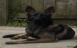 German Shepherd dogs for sale: Working Line German Shepherd Puppies – Cornwall - Image 13