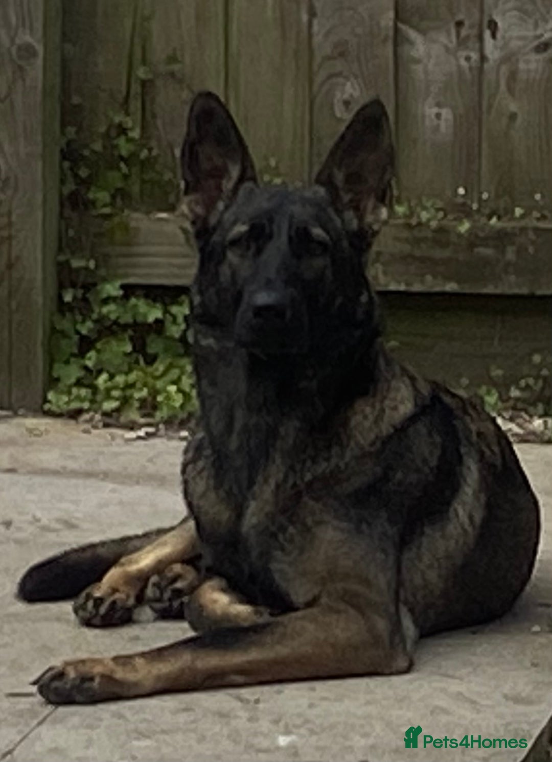 German Shepherd dogs for sale: Working Line German Shepherd Puppies – Cornwall - Image 13
