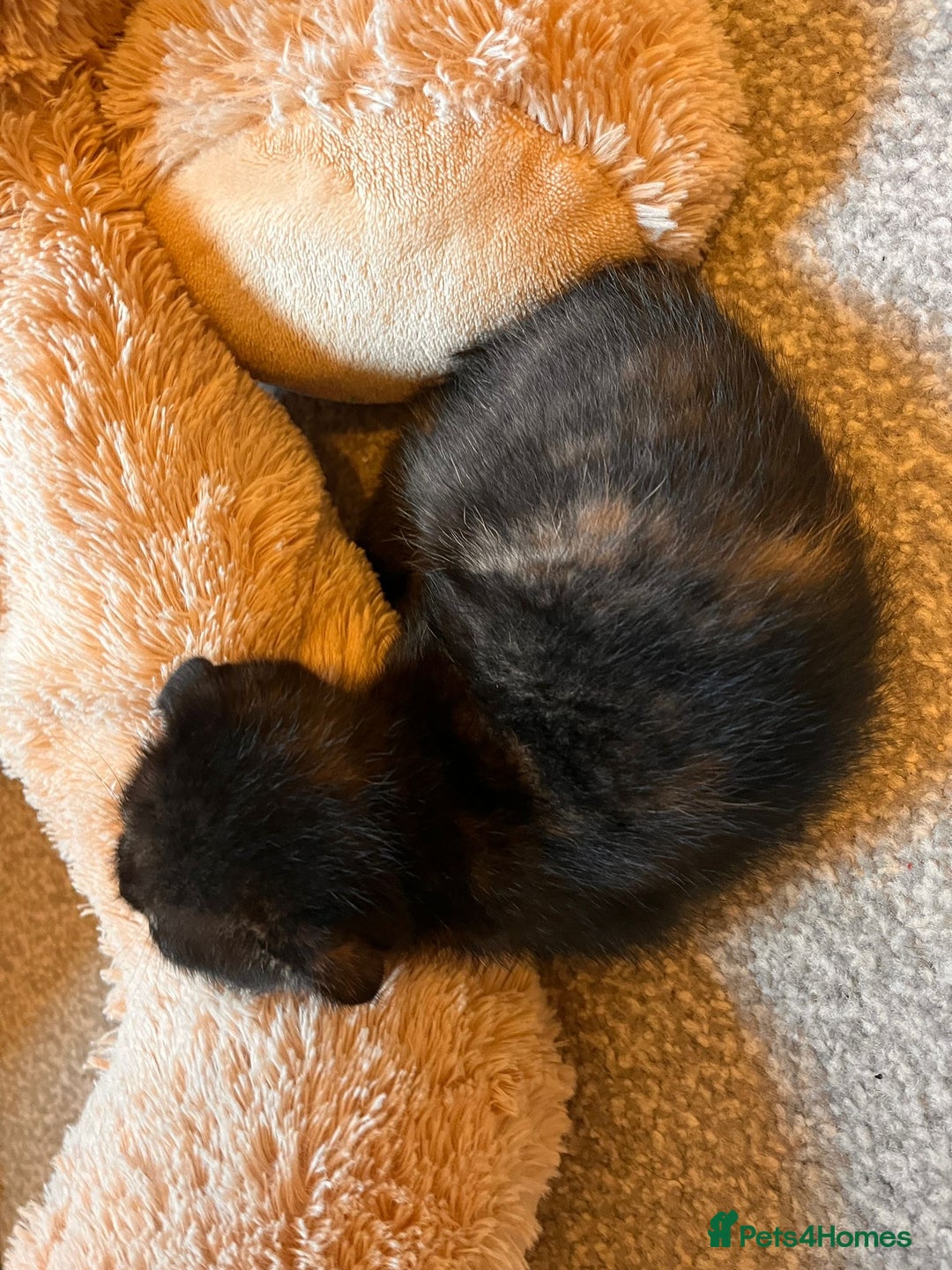 Scottish Fold cats for sale: Affordable colour fold kittens  - Advert 3